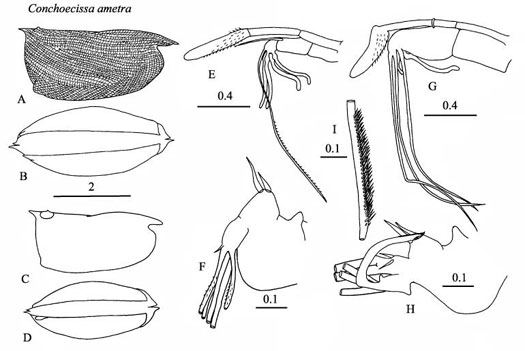 Drawings of Conchoecissa  ametra