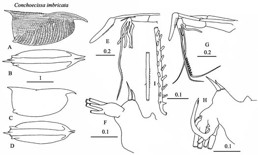 Drawings of Conchoecissa  imbricata