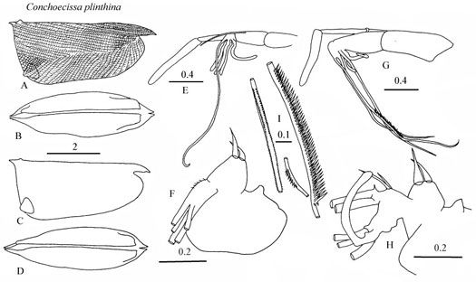 Drawings of Conchoecissa  plinthina