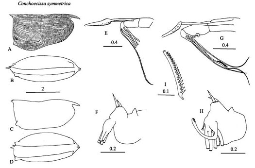Drawings of Conchoecissa  symmetrica