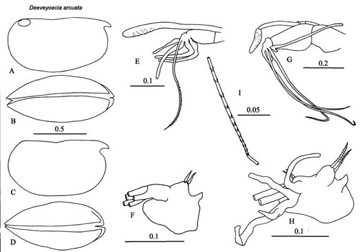 Drawings of Deeveyoecia  arcuata