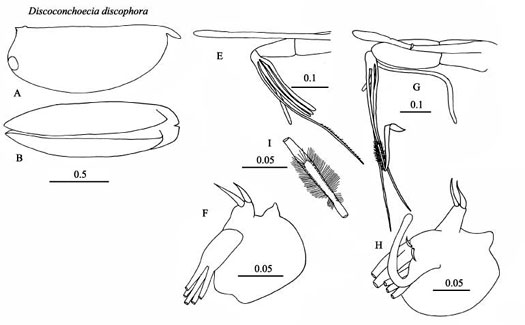 Drawings of Discoconchoecia  discophora