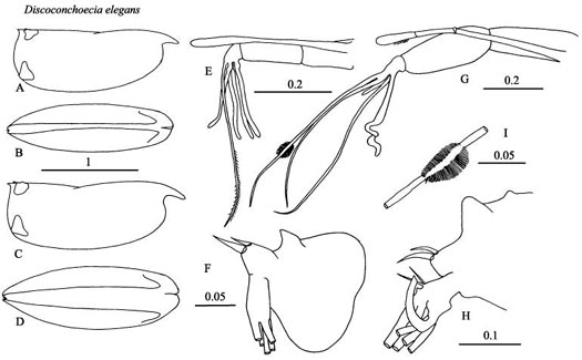 Drawings of Discoconchoecia  elegans