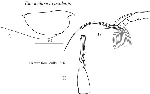 Drawings of Euconchoecia  aculeata