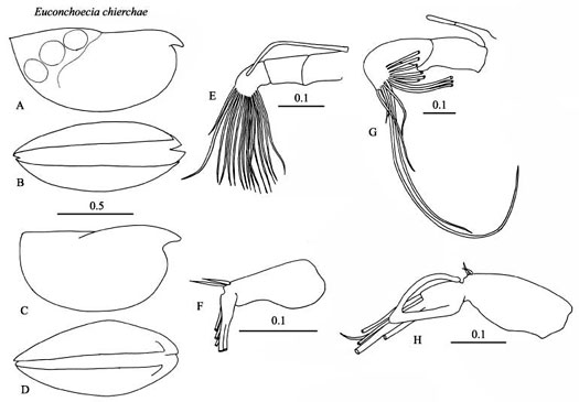 Drawings of Euconchoecia  chierchiae