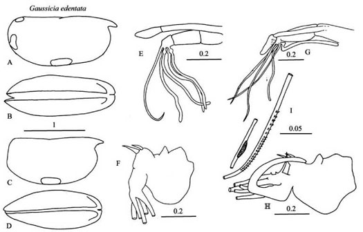 Drawings of Gaussicia  edentata