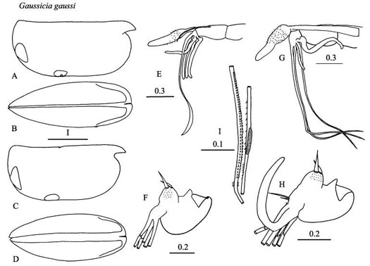 Drawings of Gaussicia  gaussi