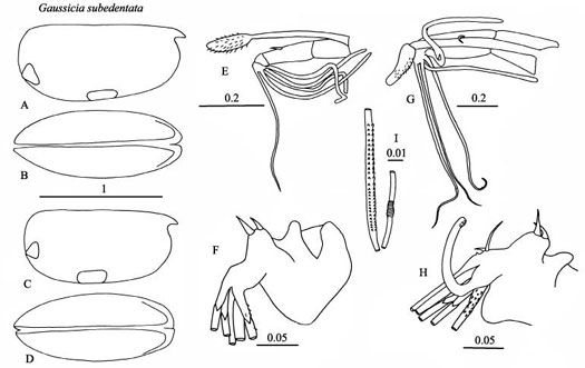 Drawings of Gaussicia  subedentata