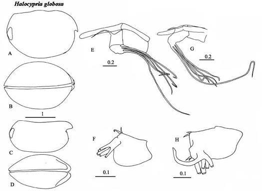 Drawings of Halocypria  globosa
