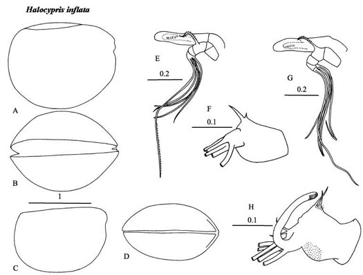 Drawings of Halocypris  inflata