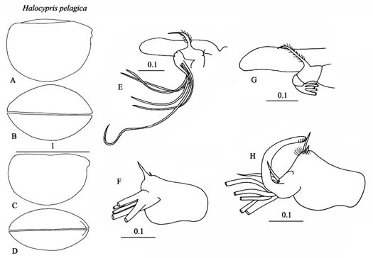 Drawings of Halocypris  pelagica