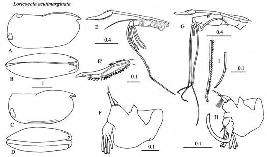 Drawings of Loricoecia  acutimarginata