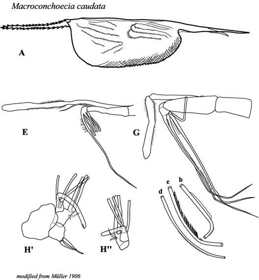 Drawings of Macroconchoecia  caudata