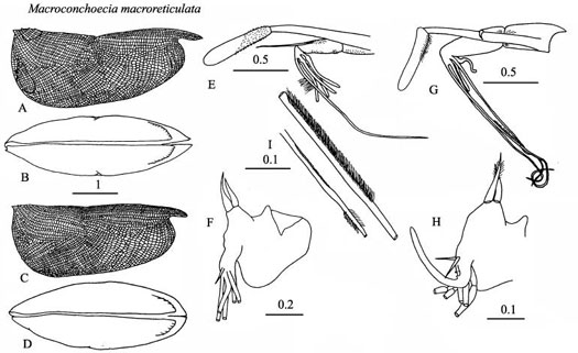 Drawings of Macroconchoecia  macroreticulata