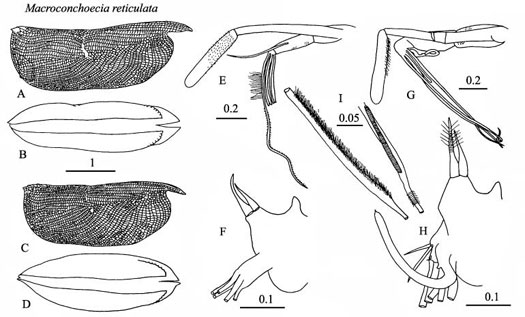 Drawings of Macroconchoecia  reticulata