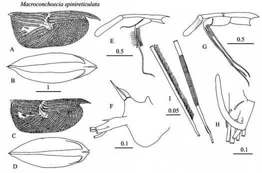 Drawings of Macroconchoecia  spinireticulata