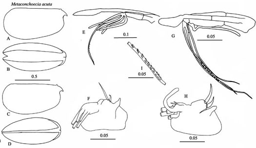 Drawings of Metaconchoecia  acuta