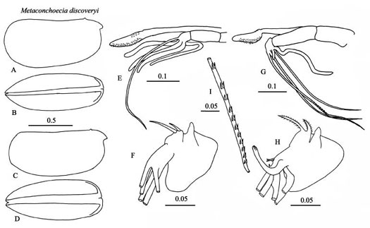 Drawings of Metaconchoecia  discoveryi