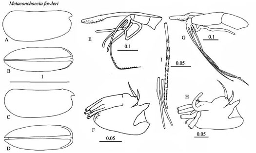 Drawings of Metaconchoecia  fowleri