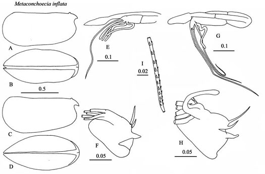 Drawings of Metaconchoecia  inflata