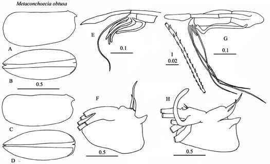 Drawings of Metaconchoecia  obtusa