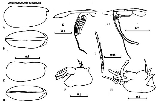 Drawings of Metaconchoecia  rotundata