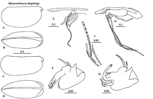 Drawings of Metaconchoecia  skogsbergi
