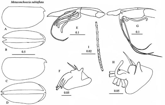 Drawings of Metaconchoecia  subinflata
