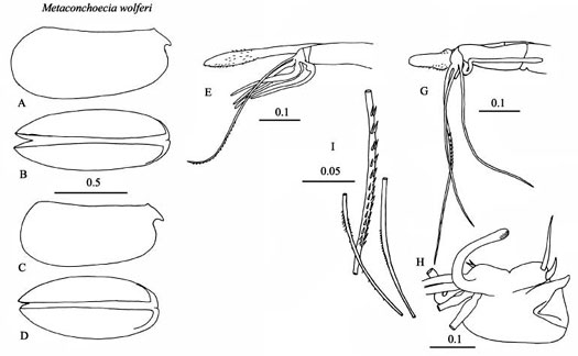 Drawings of Metaconchoecia  wolferi
