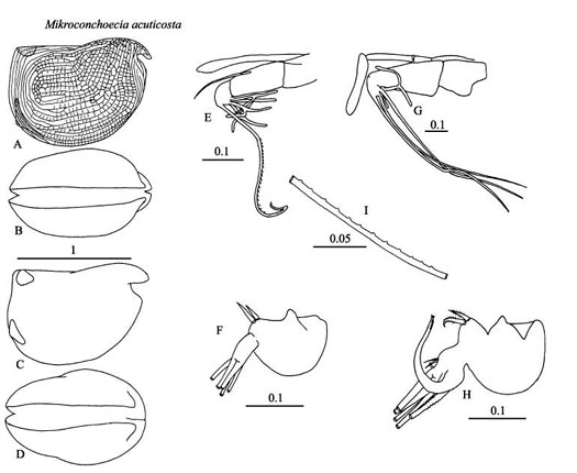 Drawings of Mikroconchoecia  acuticosta