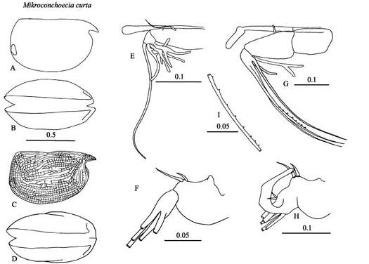 Drawings of Mikroconchoecia  curta
