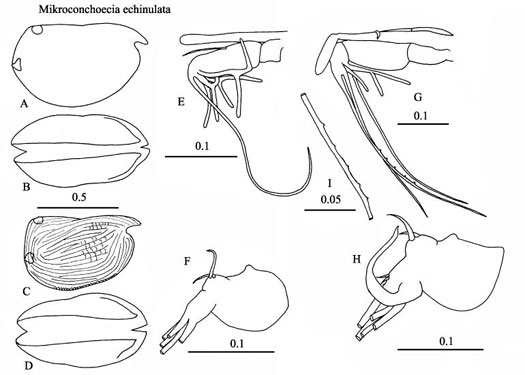 Drawings of Mikroconchoecia  echinulata