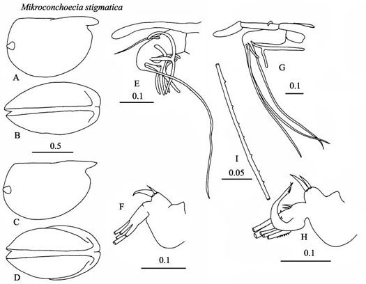 Drawings of Mikroconchoecia  stigmatica