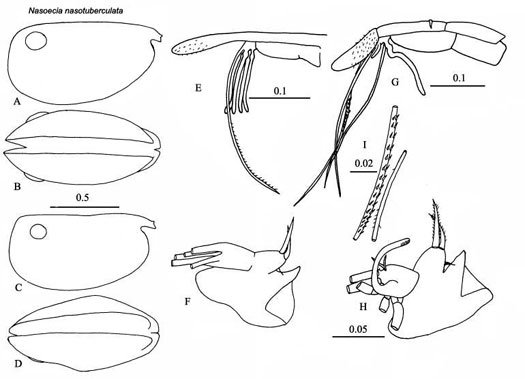 Drawings of Nasoecia  nasotuberculata