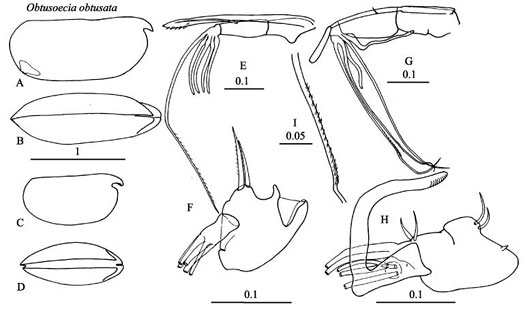Drawings of Obtusoecia  obtusata