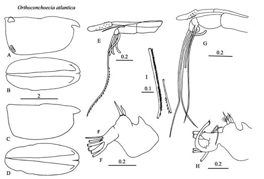 Drawings of Orthoconchoecia  atlantica