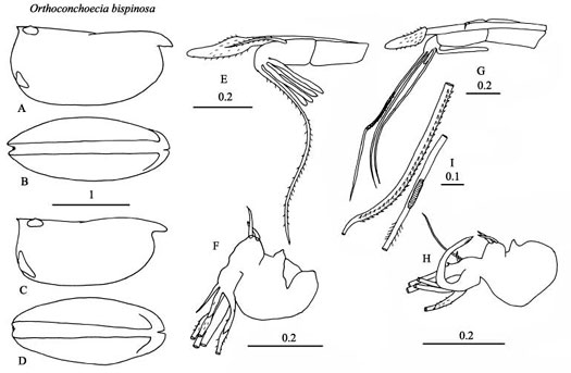 Drawings of Orthoconchoecia  bispinosa