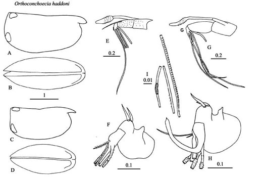 Drawings of Orthoconchoecia  haddoni