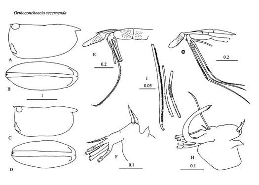 Drawings of Orthoconchoecia  secernenda