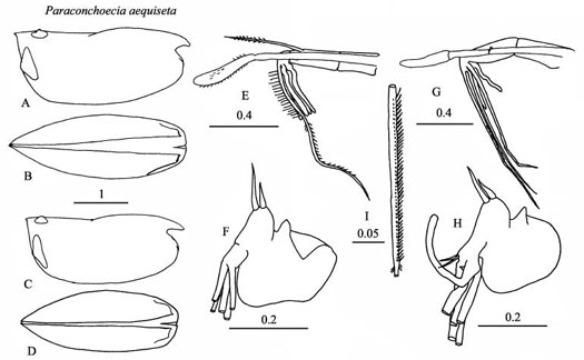 Drawings of Paraconchoecia  aequiseta