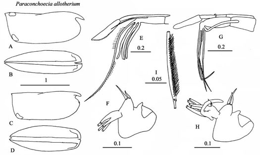 Drawings of Paraconchoecia  allotherium