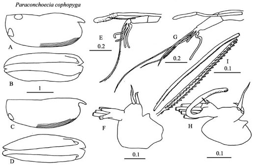 Drawings of Paraconchoecia  cophopyga
