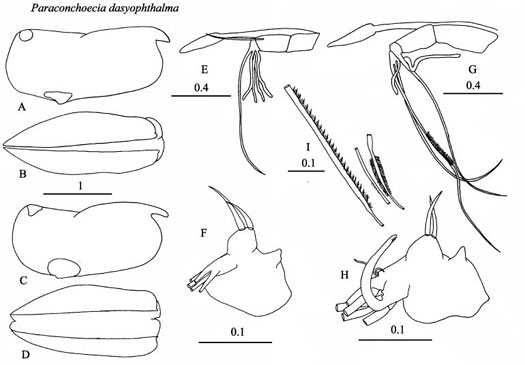 Drawings of Paraconchoecia  dasyophthalma