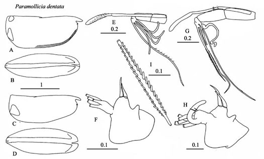 Drawings of Paraconchoecia  dentata