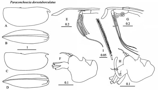 Drawings of Paraconchoecia  dorsotuberculata