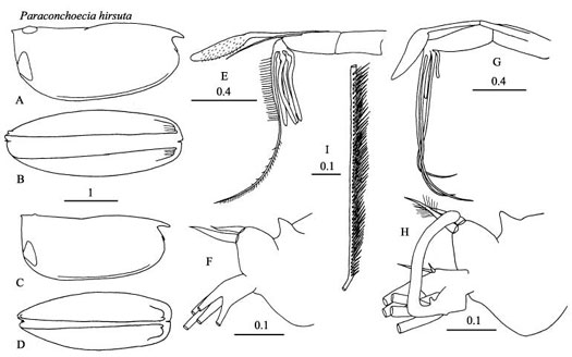 Drawings of Paraconchoecia  hirsuta