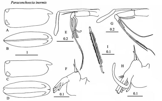 Drawings of Paraconchoecia  inermis