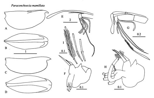 Drawings of Paraconchoecia  mamillata
