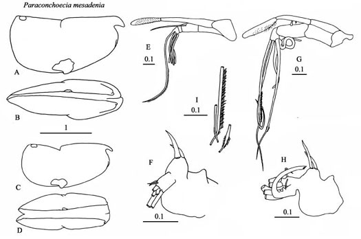 Drawings of Paraconchoecia  mesadenia