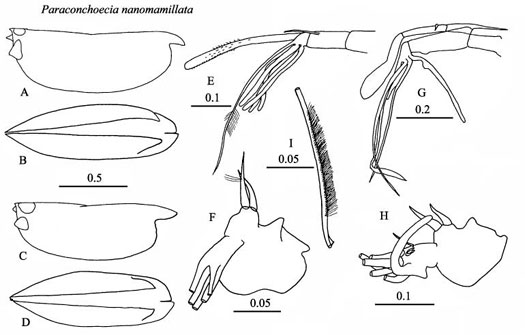 Drawings of Paraconchoecia  nanomamillata